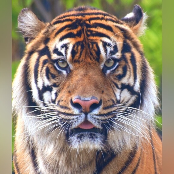icetiger2008